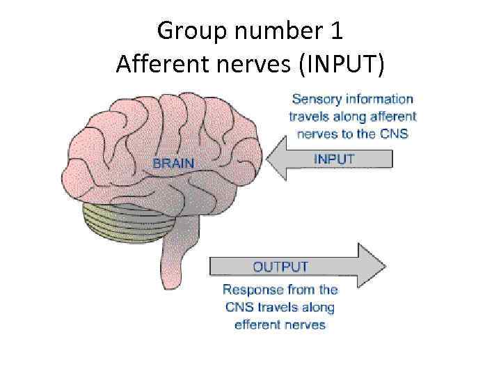 Group number 1 Afferent nerves (INPUT) 