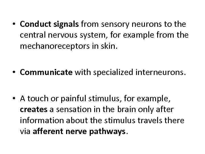  • Conduct signals from sensory neurons to the central nervous system, for example