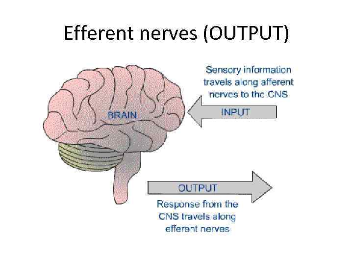 Efferent nerves (OUTPUT) 