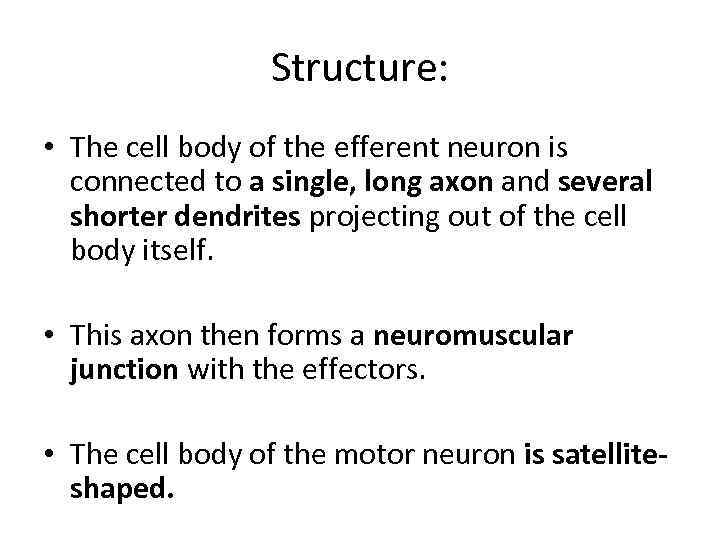 Structure: • The cell body of the efferent neuron is connected to a single,