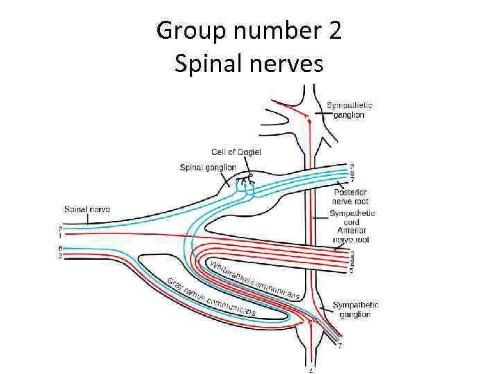 Group number 2 Spinal nerves 