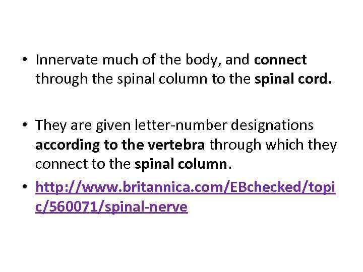  • Innervate much of the body, and connect through the spinal column to
