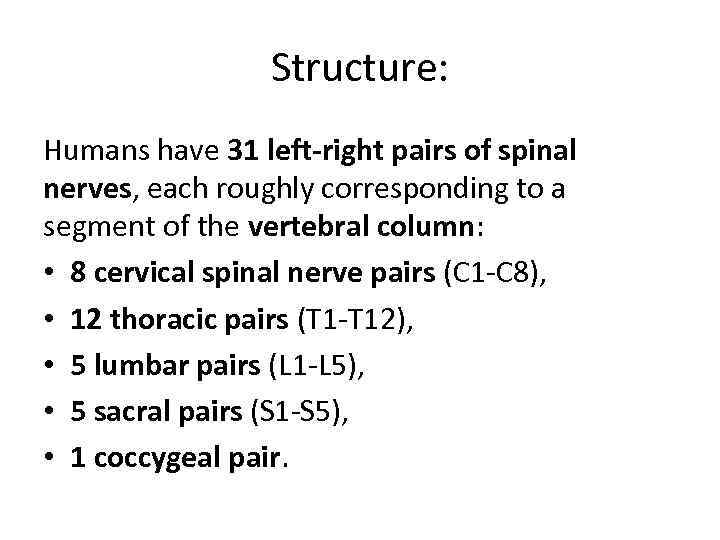 Structure: Humans have 31 left-right pairs of spinal nerves, each roughly corresponding to a