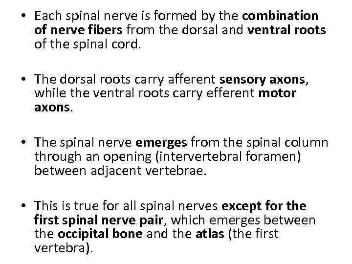  • Each spinal nerve is formed by the combination of nerve fibers from