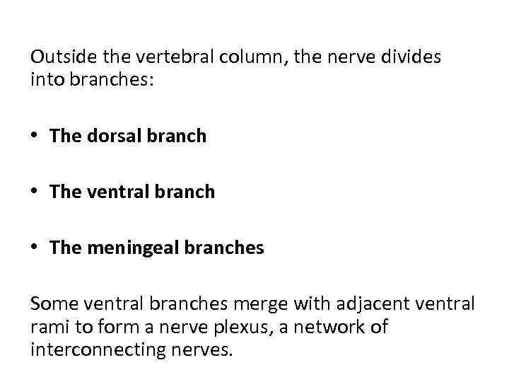 Outside the vertebral column, the nerve divides into branches: • The dorsal branch •