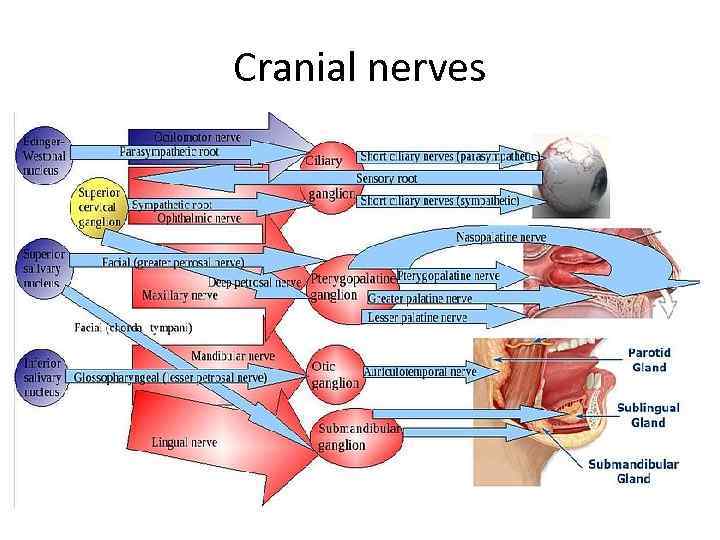 Cranial nerves 