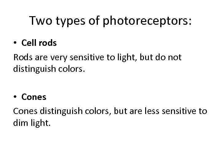 Two types of photoreceptors: • Cell rods Rods are very sensitive to light, but