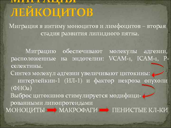МИГРАЦИЯ ЛЕЙКОЦИТОВ Миграция в интиму моноцитов и лимфоцитов – вторая стадия развития липидного пятна.