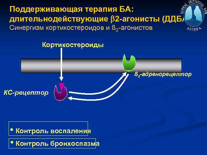 Поддерживающая терапия БА: длительнодействующие 2 -агонисты (ДДБА) Синергизм кортикостероидов и ß 2 -агонистов Кортикостероиды