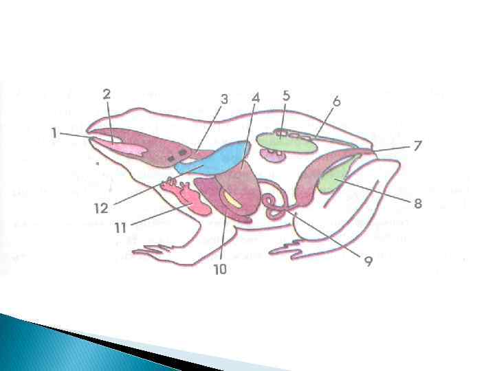 Строение лягушки рисунок с подписями внутреннее строение