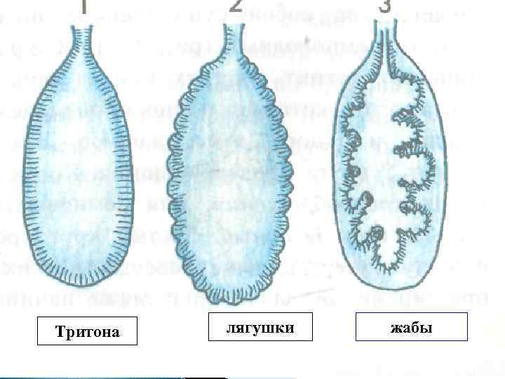 Тритона лягушки жабы 