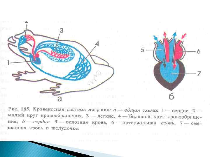 Круги кровообращения земноводных схема