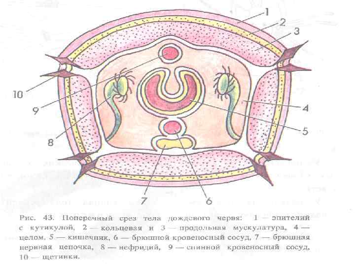 Поперечный срез червя. Схема поперечного разреза кольчатого червя. Поперечный срез кольчатого червя. Строение кольчатых червей поперечный разрез. Поперечный срез кольчатого червя схема.