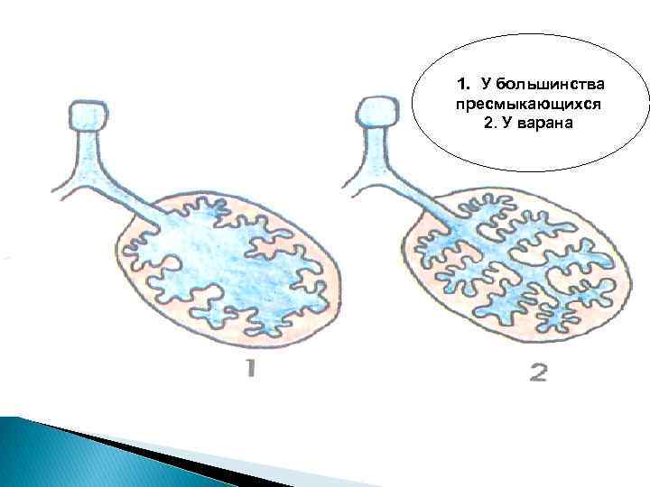 1. У большинства пресмыкающихся 2. У варана 