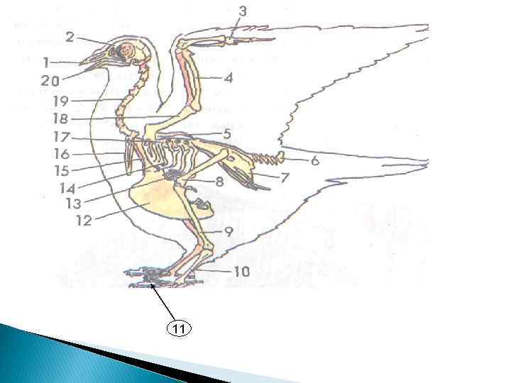 Обозначьте части скелета птицы. Строение скелета сизого голубя.
