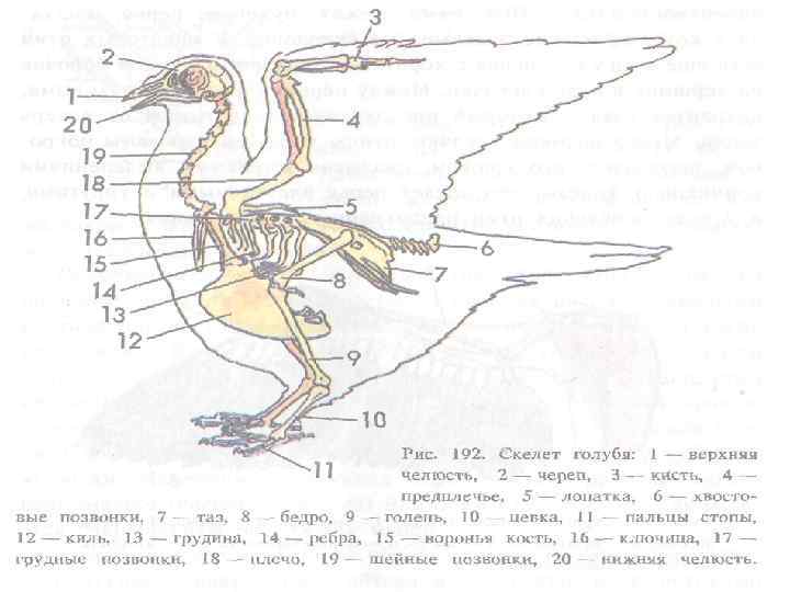 Рисунок скелета голубя