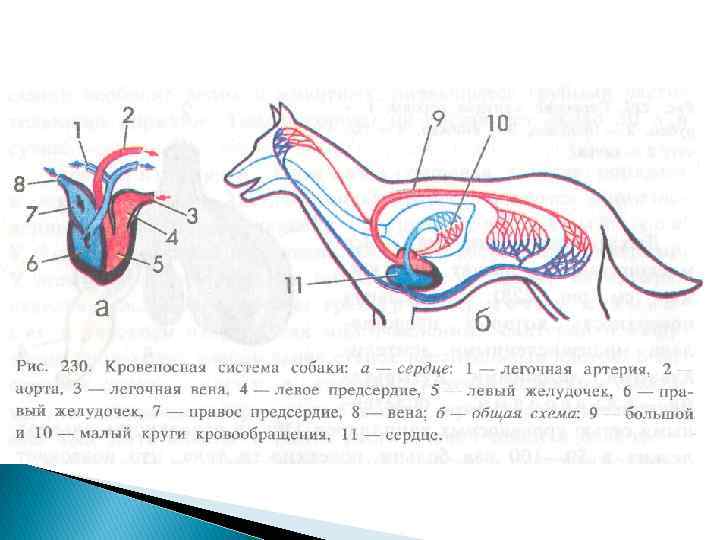 Млекопитающие кровеносная система