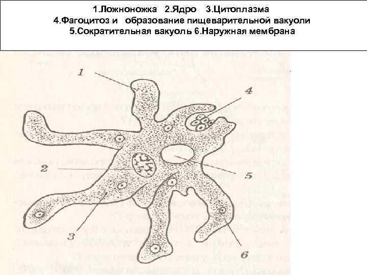 Что обозначено на рисунке цифрой 3 ложноножка цитоплазма пищеварительная вакуоль