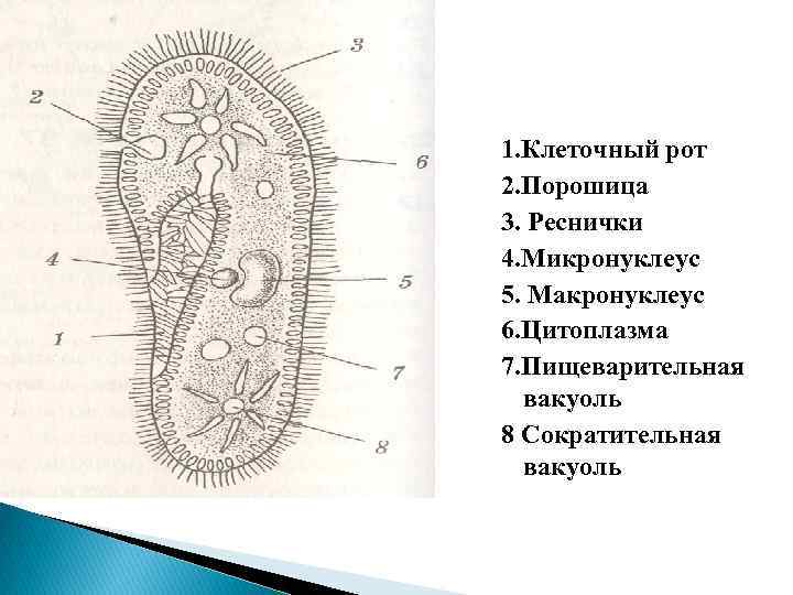 1. Клеточный рот 2. Порошица 3. Реснички 4. Микронуклеус 5. Макронуклеус 6. Цитоплазма 7.