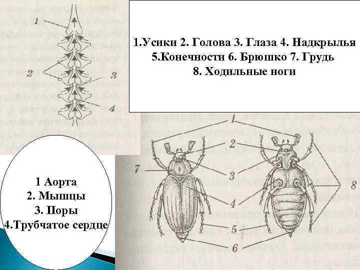 1. Усики 2. Голова 3. Глаза 4. Надкрылья 5. Конечности 6. Брюшко 7. Грудь