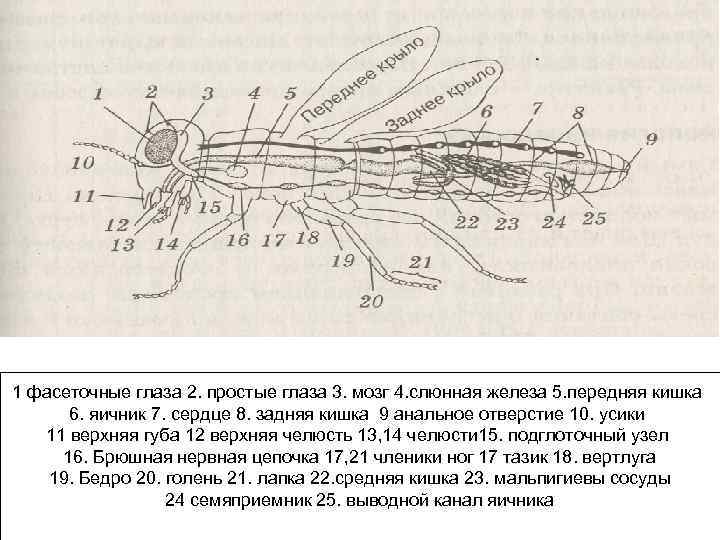 1 фасеточные глаза 2. простые глаза 3. мозг 4. слюнная железа 5. передняя кишка