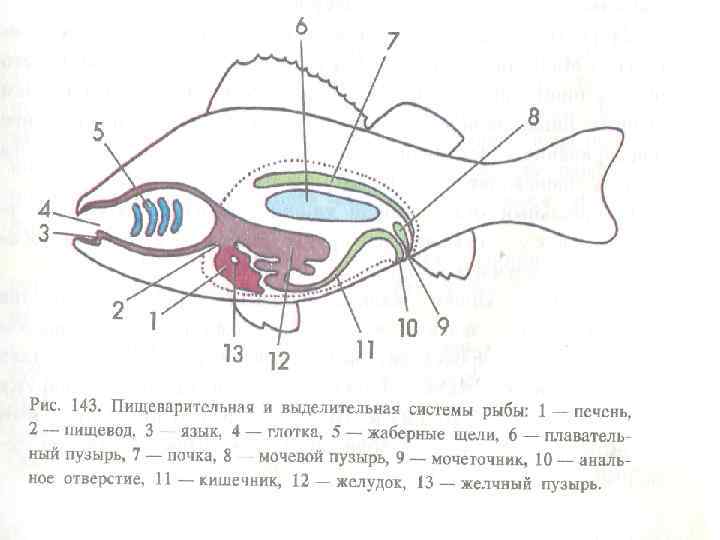 Схема в виде рыбы