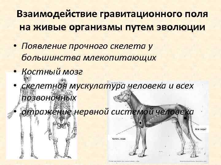 Взаимодействие гравитационного поля на живые организмы путем эволюции • Появление прочного скелета у большинства