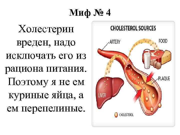 Миф № 4 Холестерин вреден, надо исключать его из рациона питания. Поэтому я не