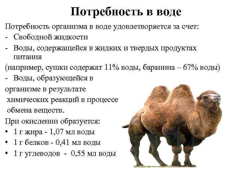 Потребность в воде Потребность организма в воде удовлетворяется за счет: - Свободной жидкости -