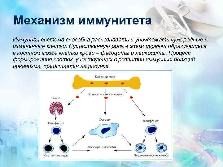 Механизм иммунитета Иммунная система способна распознавать и уничтожать чужеродные и измененные клетки. Существенную роль