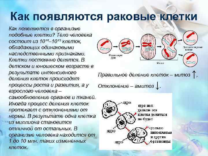 Становится клетками