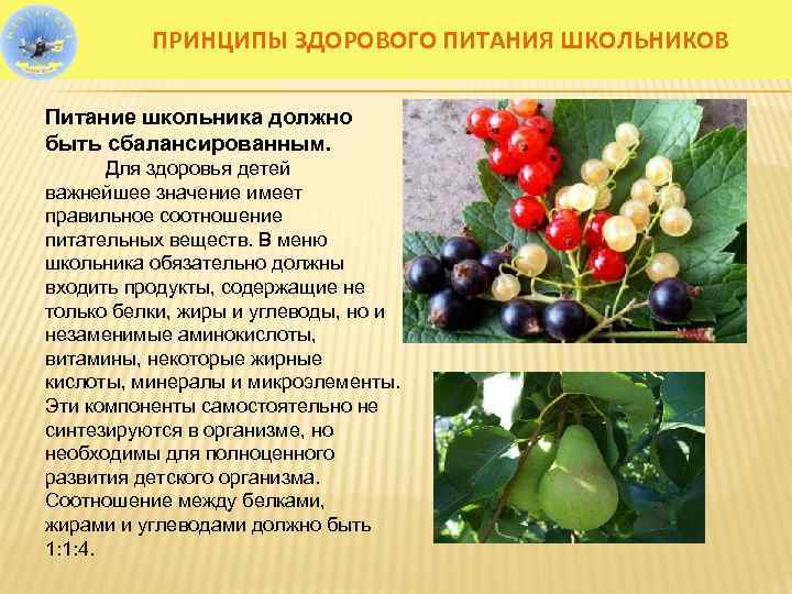 ПРИНЦИПЫ ЗДОРОВОГО ПИТАНИЯ ШКОЛЬНИКОВ Питание школьника должно быть сбалансированным. Для здоровья детей важнейшее значение