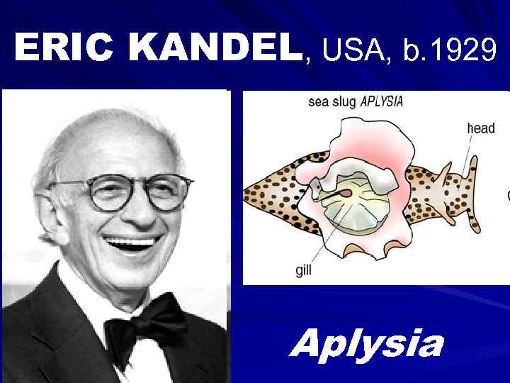 ERIC KANDEL, USA, b. 1929 Aplysia 