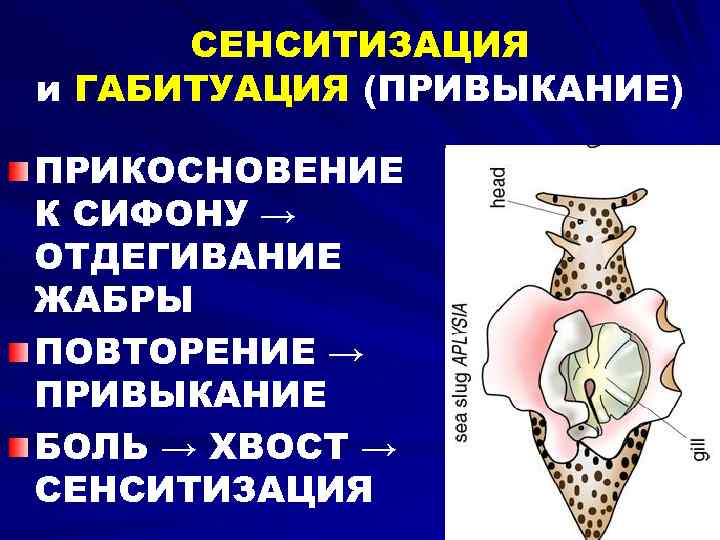 СЕНСИТИЗАЦИЯ и ГАБИТУАЦИЯ (ПРИВЫКАНИЕ) ПРИКОСНОВЕНИЕ К СИФОНУ → ОТДЕГИВАНИЕ ЖАБРЫ ПОВТОРЕНИЕ → ПРИВЫКАНИЕ БОЛЬ