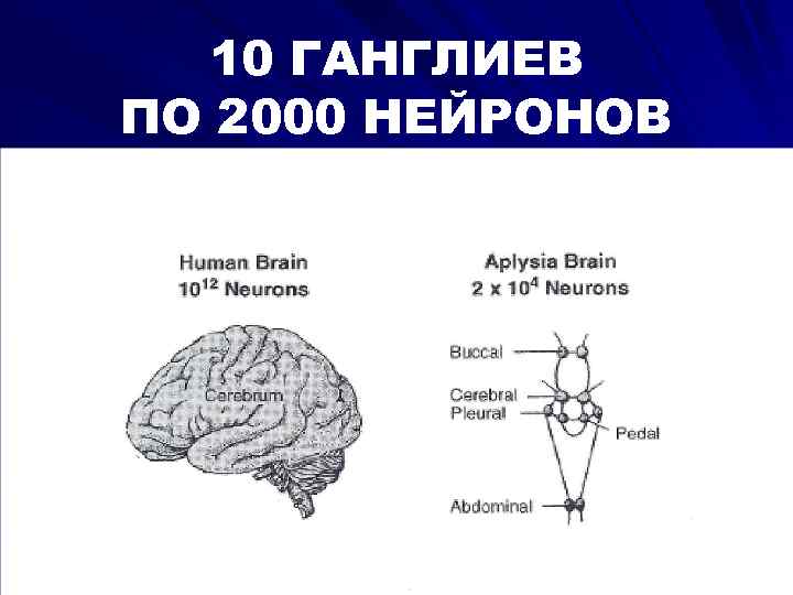 10 ГАНГЛИЕВ ПО 2000 НЕЙРОНОВ 