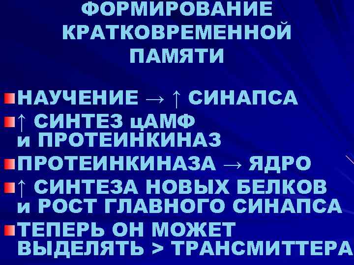 ФОРМИРОВАНИЕ КРАТКОВРЕМЕННОЙ ПАМЯТИ НАУЧЕНИЕ → ↑ СИНАПСА ↑ СИНТЕЗ ц. АМФ и ПРОТЕИНКИНАЗА →