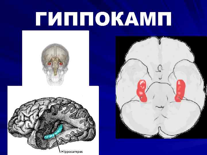 ГИППОКАМП 