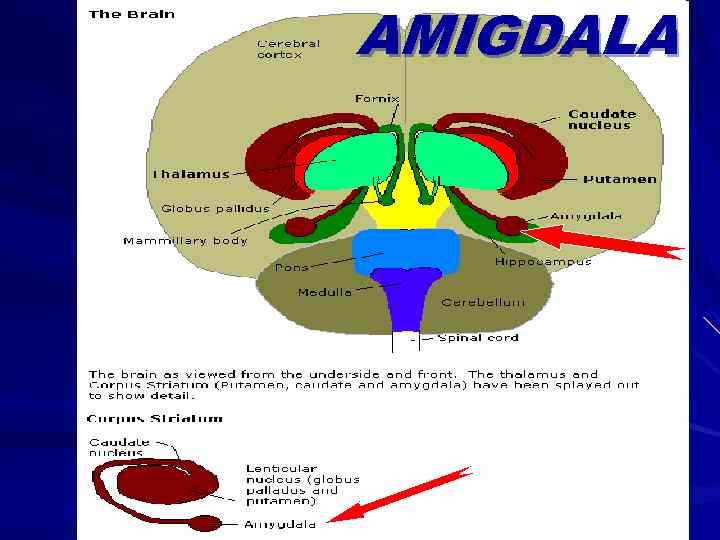 AMIGDALA 