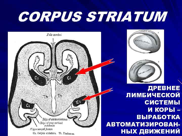 CORPUS STRIATUM ДРЕВНЕЕ ЛИМБИЧЕСКОЙ СИСТЕМЫ И КОРЫ – ВЫРАБОТКА АВТОМАТИЗИРОВАННЫХ ДВИЖЕНИЙ 