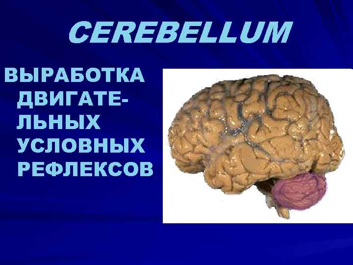 CEREBELLUM ВЫРАБОТКА ДВИГАТЕЛЬНЫХ УСЛОВНЫХ РЕФЛЕКСОВ 