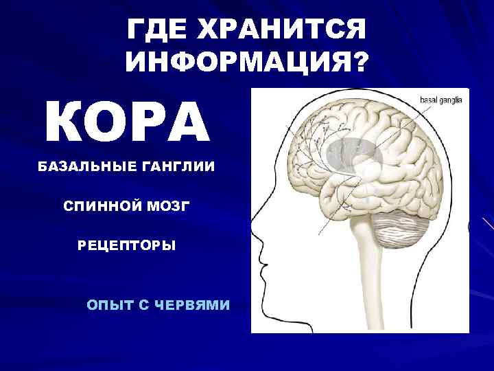 ГДЕ ХРАНИТСЯ ИНФОРМАЦИЯ? КОРА БАЗАЛЬНЫЕ ГАНГЛИИ СПИННОЙ МОЗГ РЕЦЕПТОРЫ ОПЫТ С ЧЕРВЯМИ 