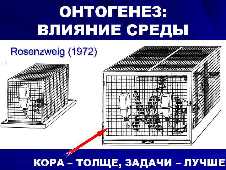 ОНТОГЕНЕЗ: ВЛИЯНИЕ СРЕДЫ Rosenzweig (1972) КОРА – ТОЛЩЕ, ЗАДАЧИ – ЛУЧШЕ 