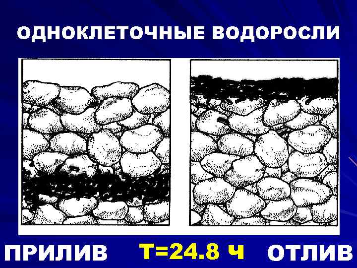 ОДНОКЛЕТОЧНЫЕ ВОДОРОСЛИ ПРИЛИВ Т=24. 8 ч ОТЛИВ 