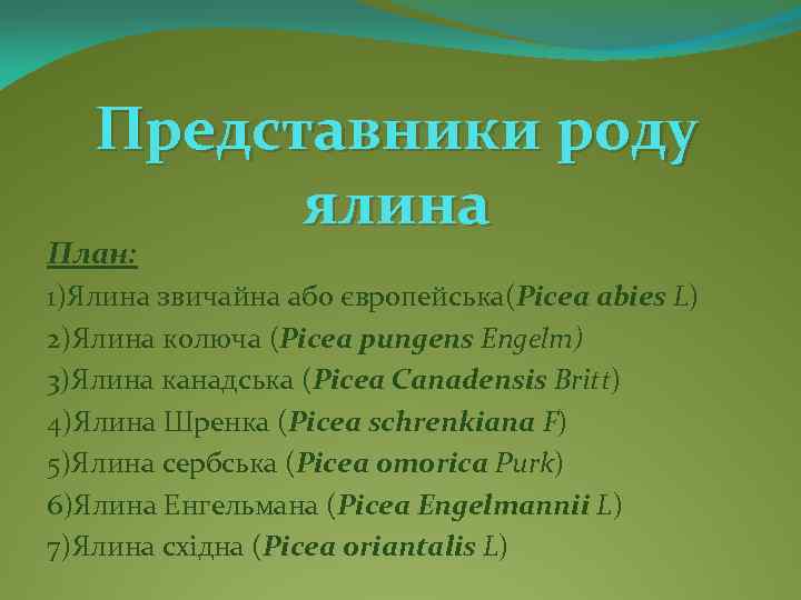 Представники роду ялина План: 1)Ялина звичайна або європейська(Picea abies L) 2)Ялина колюча (Picea pungens