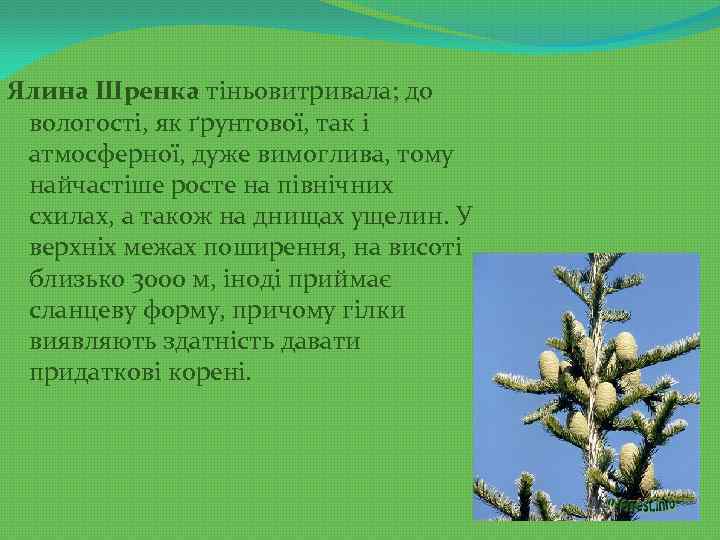 Ялина Шренка тіньовитривала; до вологості, як ґрунтової, так і атмосферної, дуже вимоглива, тому найчастіше