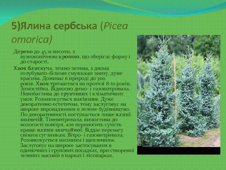 5)Ялина сербська (Picea omorica) Дерево до 45 м висоти, з вузкоконічною кроною, що зберігає