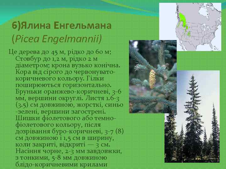 6)Ялина Енгельмана (Picea Engelmannii) Це дерева до 45 м, рідко до 60 м; Стовбур