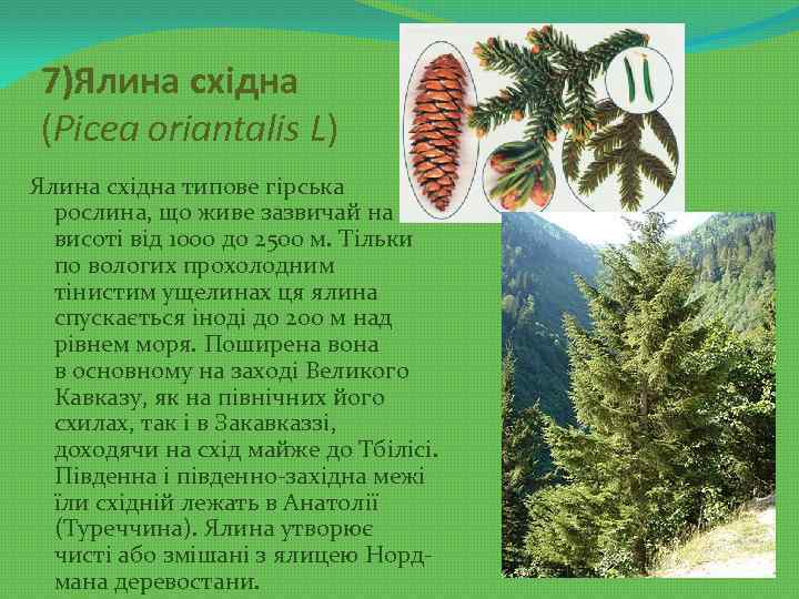 7)Ялина східна (Picea oriantalis L) Ялина східна типове гірська рослина, що живе зазвичай на