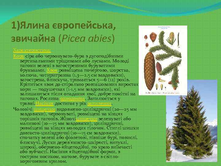 1)Ялина європейська, звичайна (Рісеа abies) Характеристика: Кора сіра або червонувато-бура з дугоподібними вертикальними тріщинами