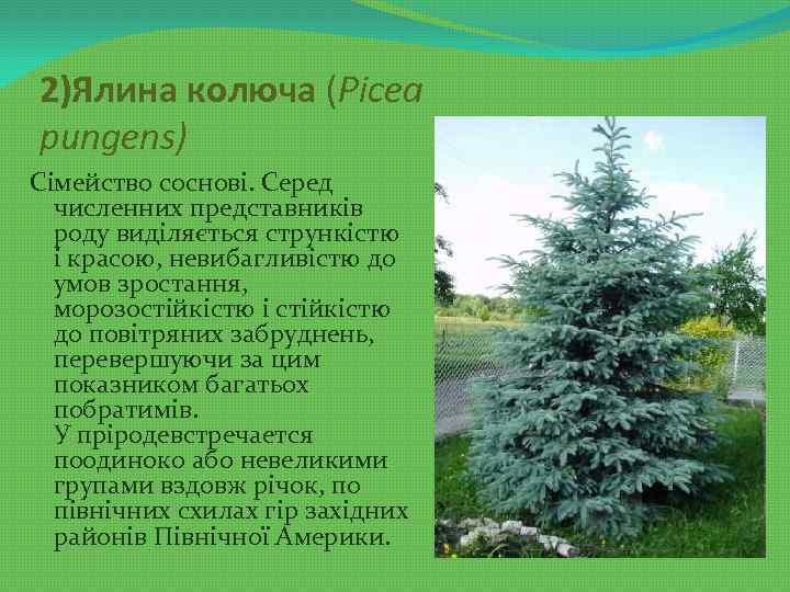 2)Ялина колюча (Picea pungens) Сімейство соснові. Серед численних представників роду виділяється стрункістю і красою,